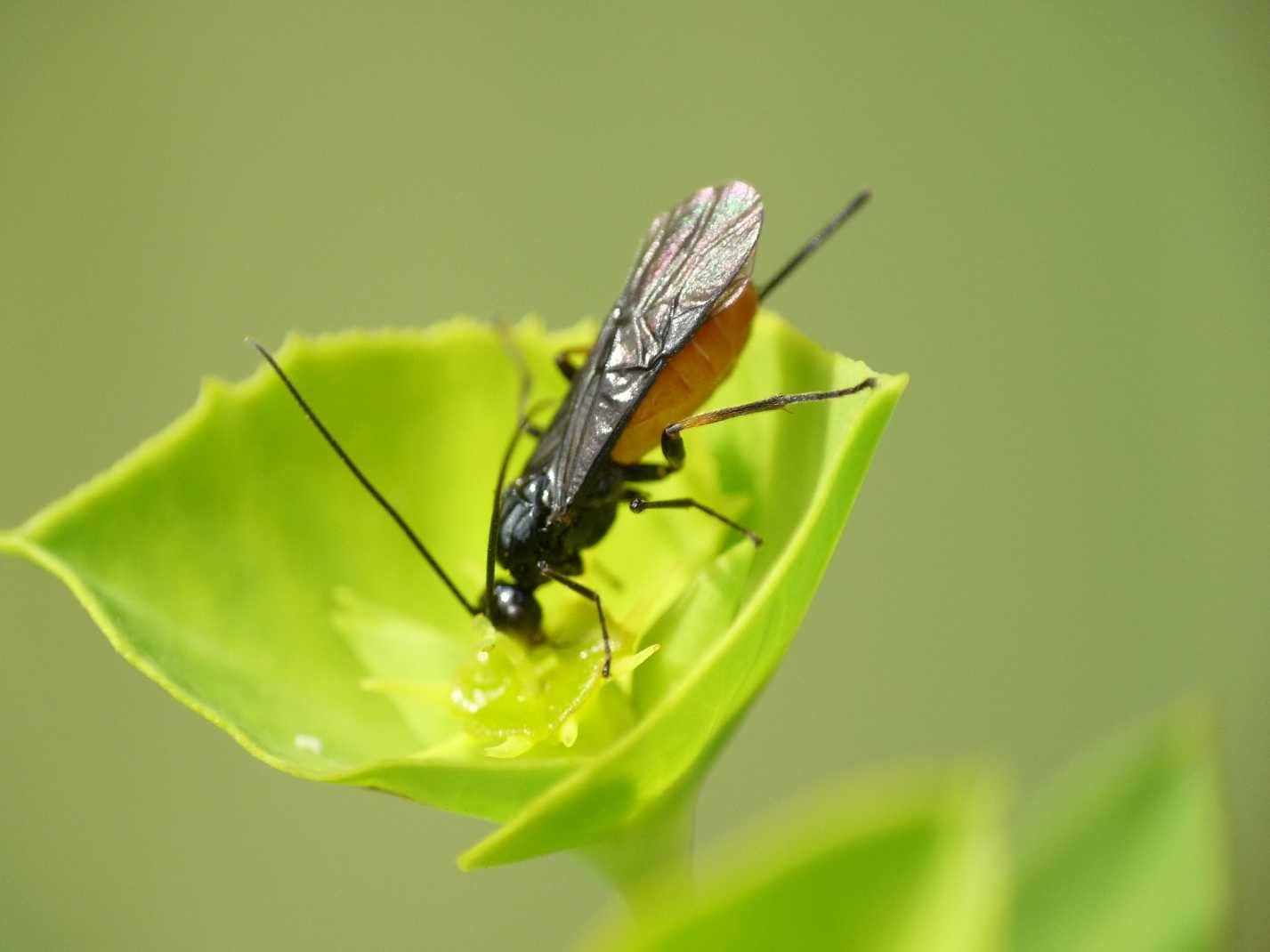 Braconidae